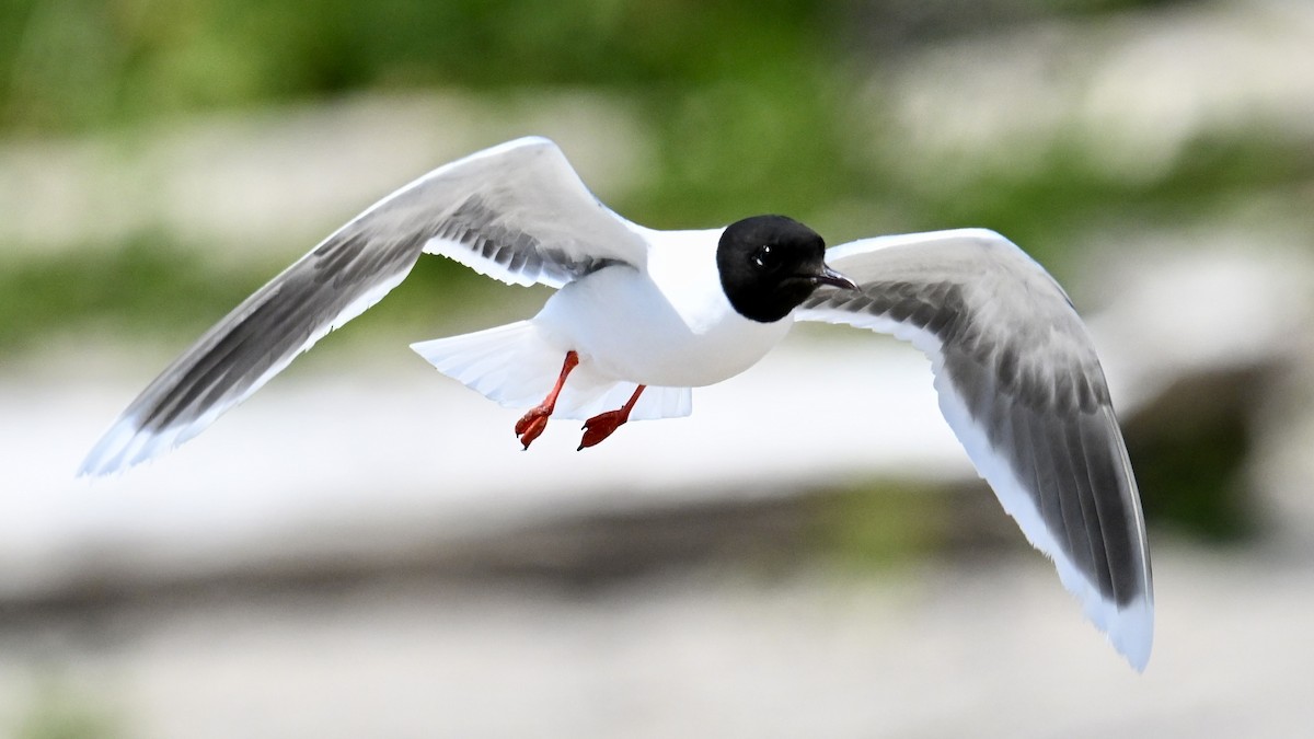 Little Gull - ML638650671