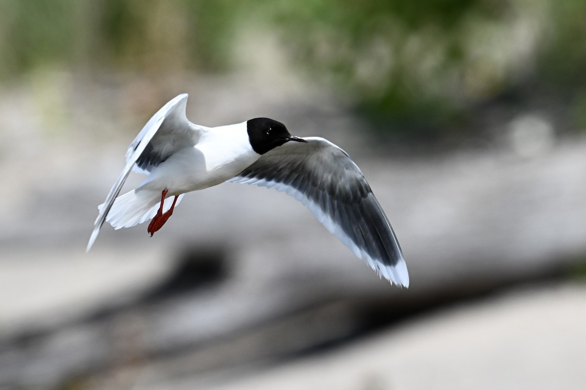 Little Gull - ML638650691