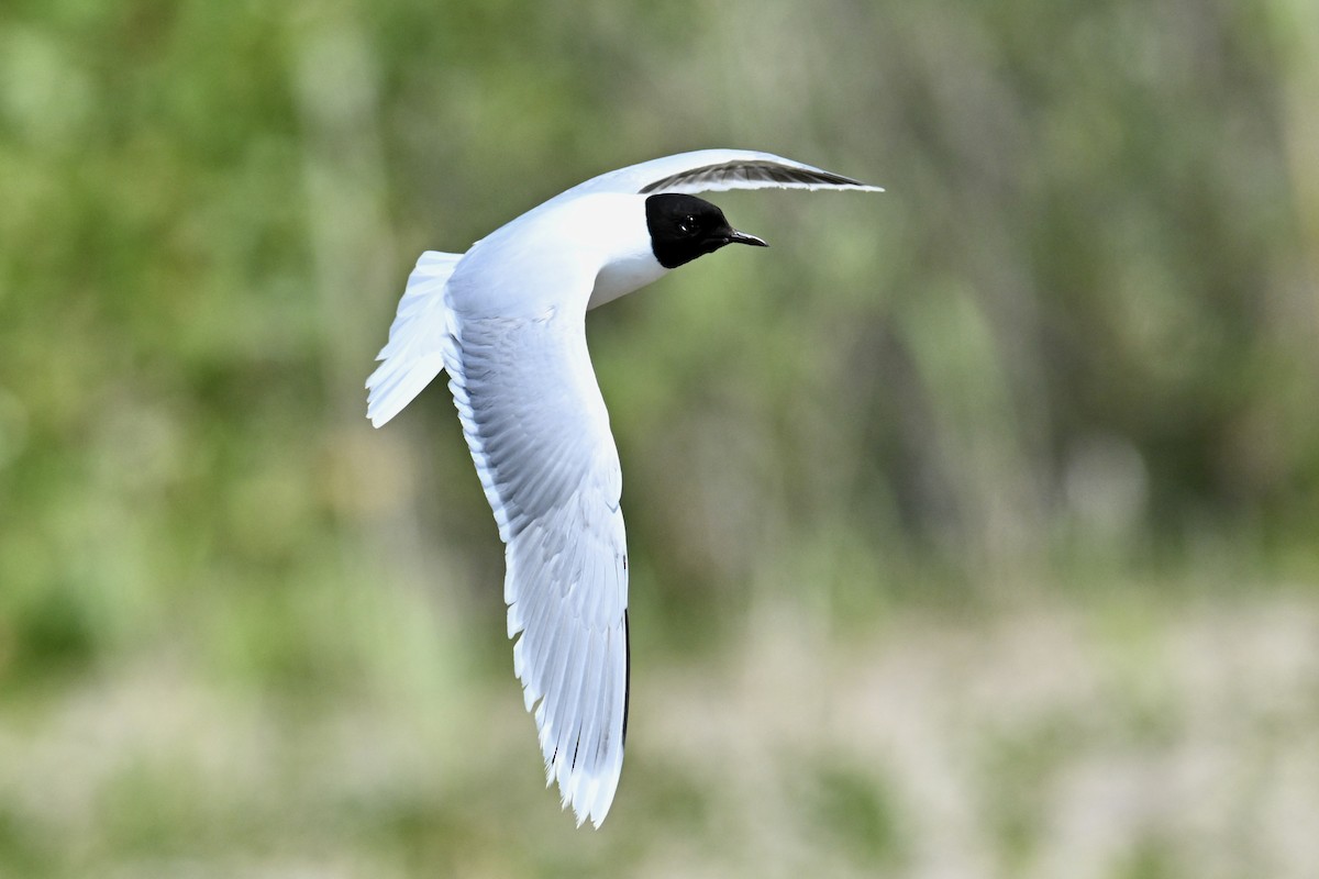 Little Gull - ML638650693