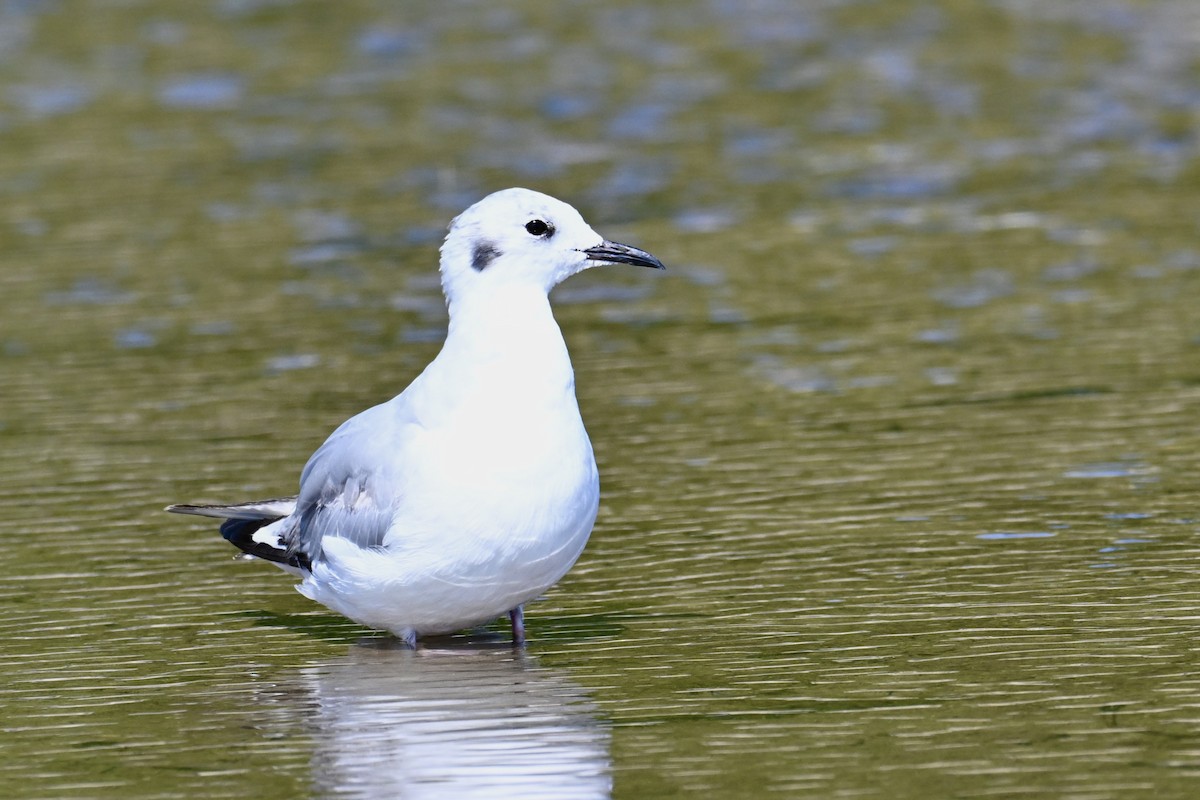Bonaparte's Gull - ML638650703
