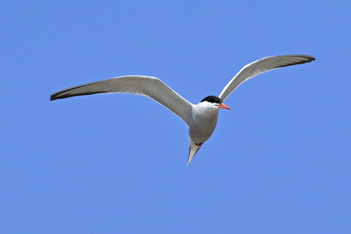 アジサシ - ML638650714