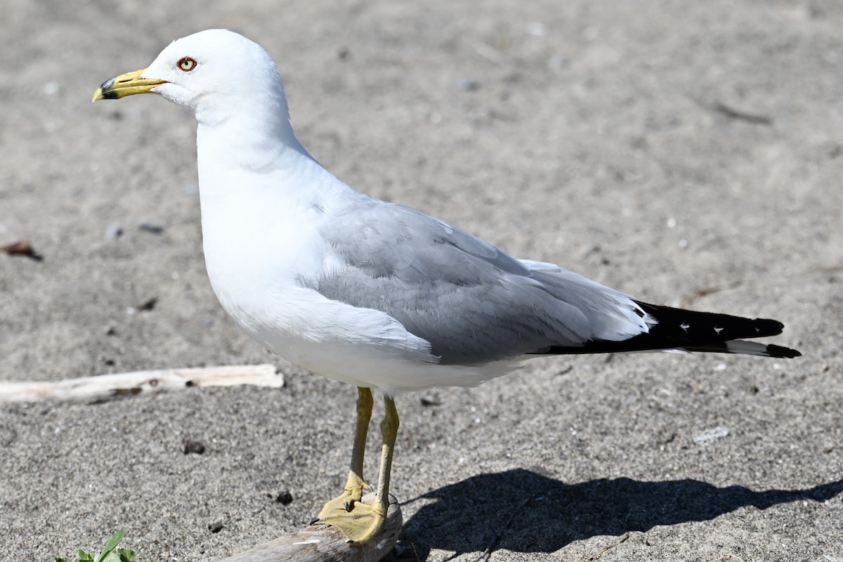 Ring-billed Gull - ML638650740
