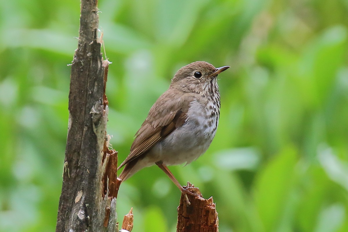 Hermit Thrush - ML638650746