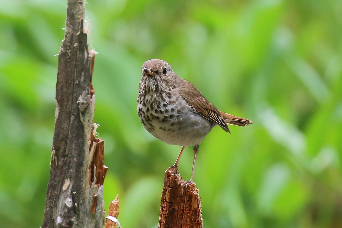 Hermit Thrush - ML638650747
