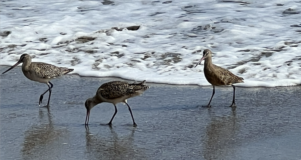 Marbled Godwit - ML638650794