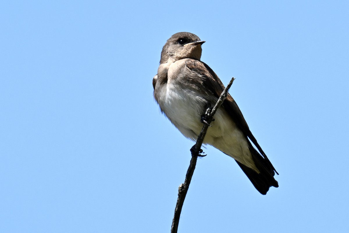 Northern Rough-winged Swallow - ML638650795