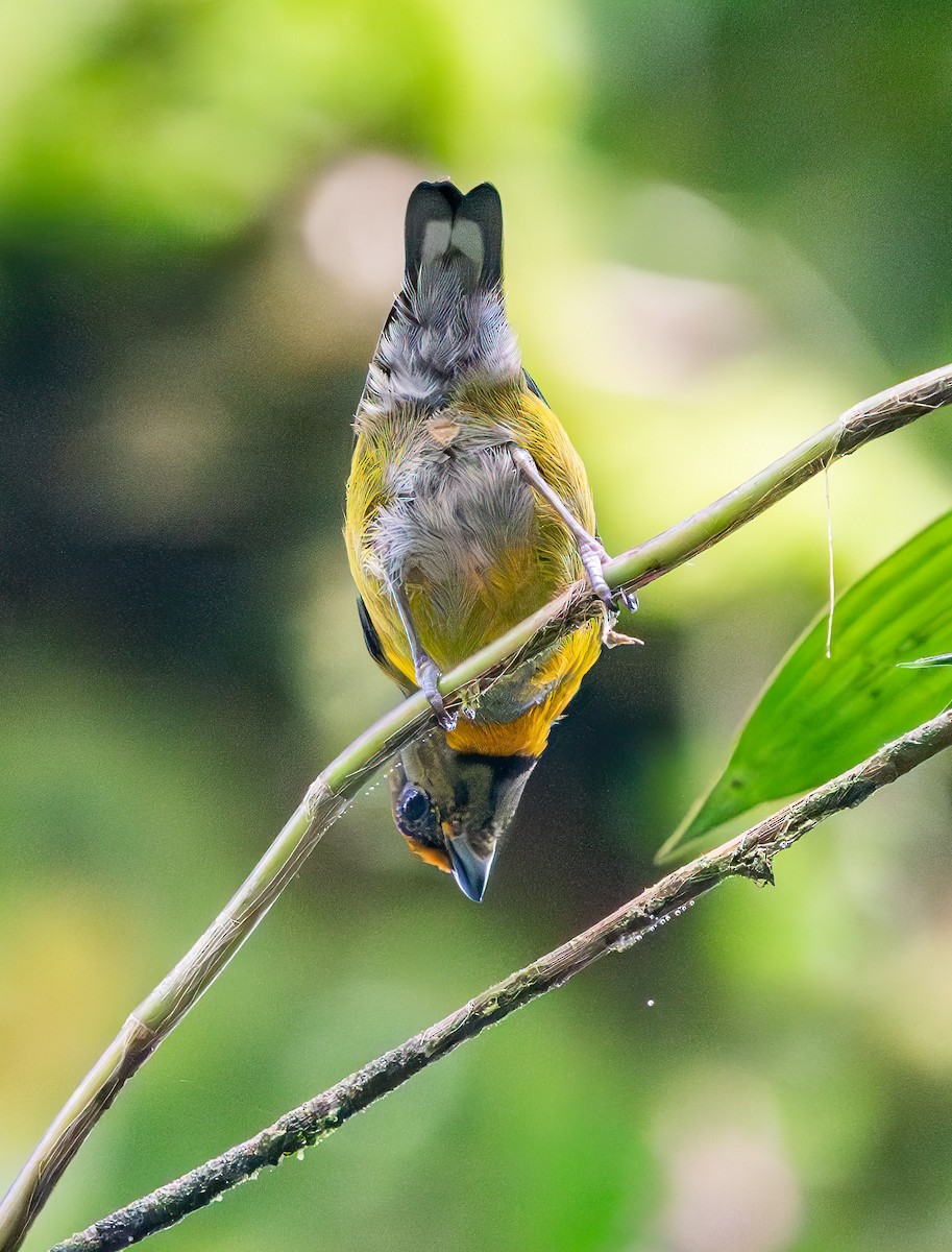 Tawny-capped Euphonia - ML638650873