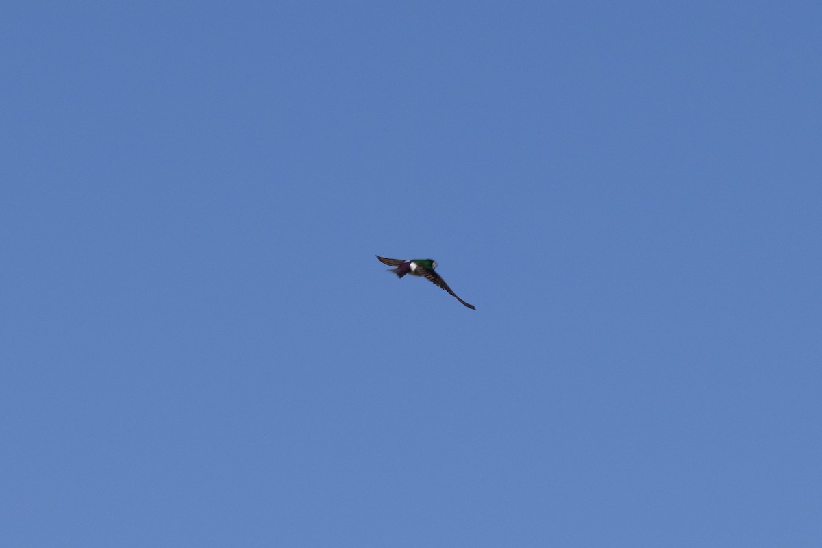 Violet-green Swallow - ML638650874