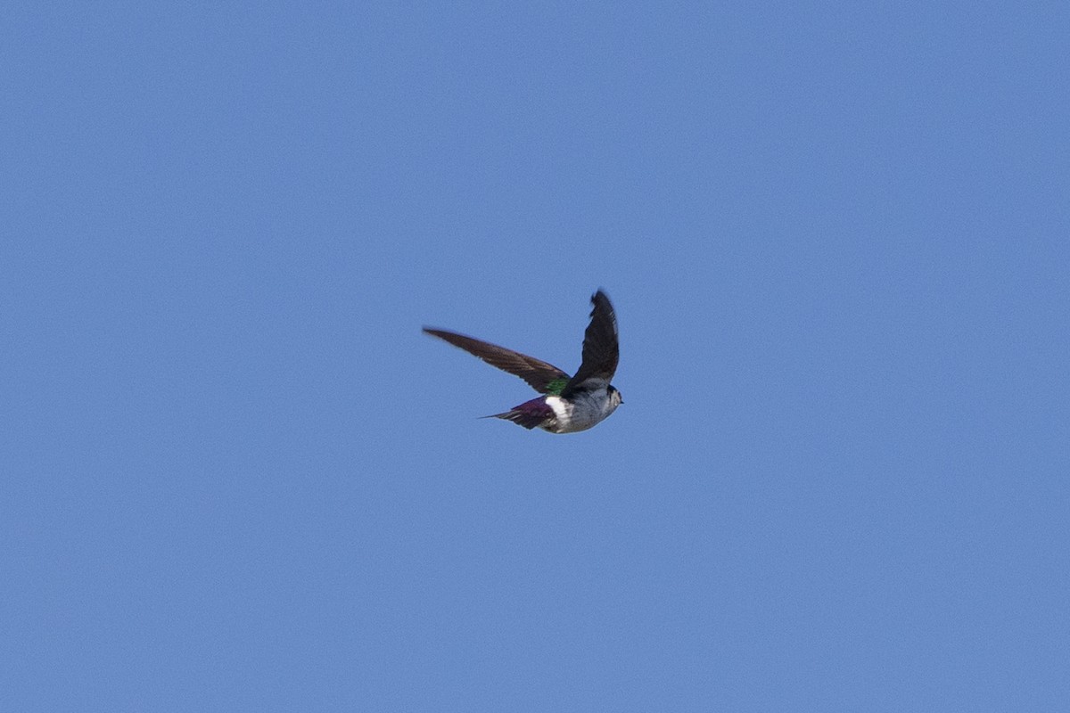 Violet-green Swallow - ML638650875