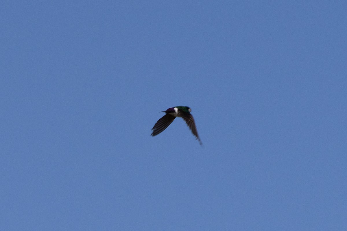 Violet-green Swallow - ML638650877