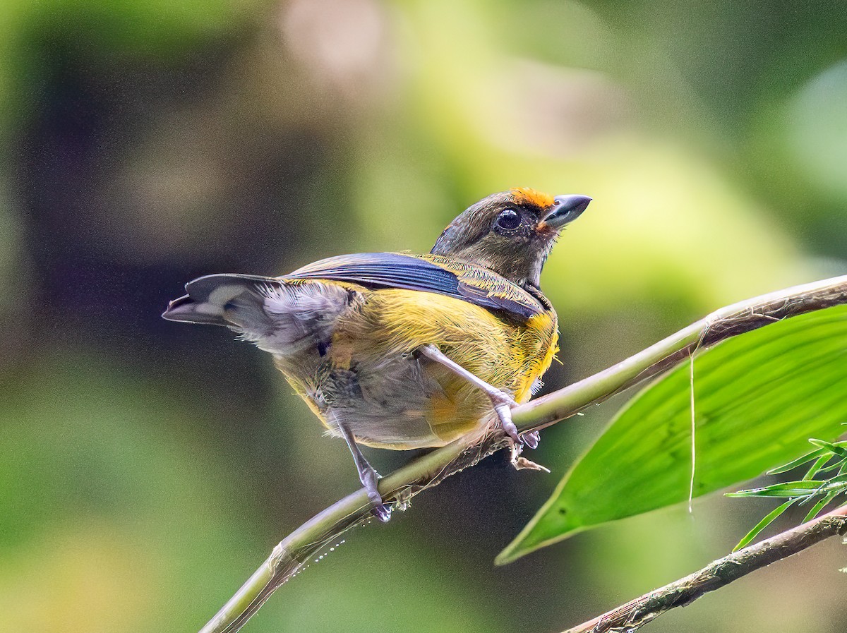 Tawny-capped Euphonia - ML638650880