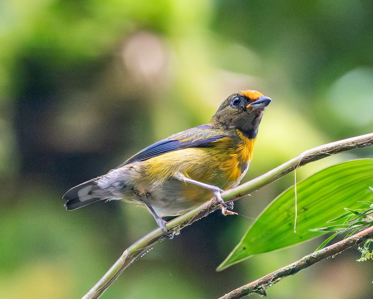 Tawny-capped Euphonia - ML638650890