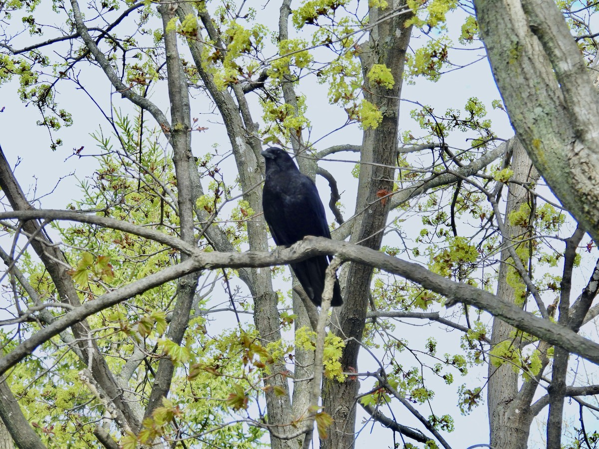 American Crow - ML638650893