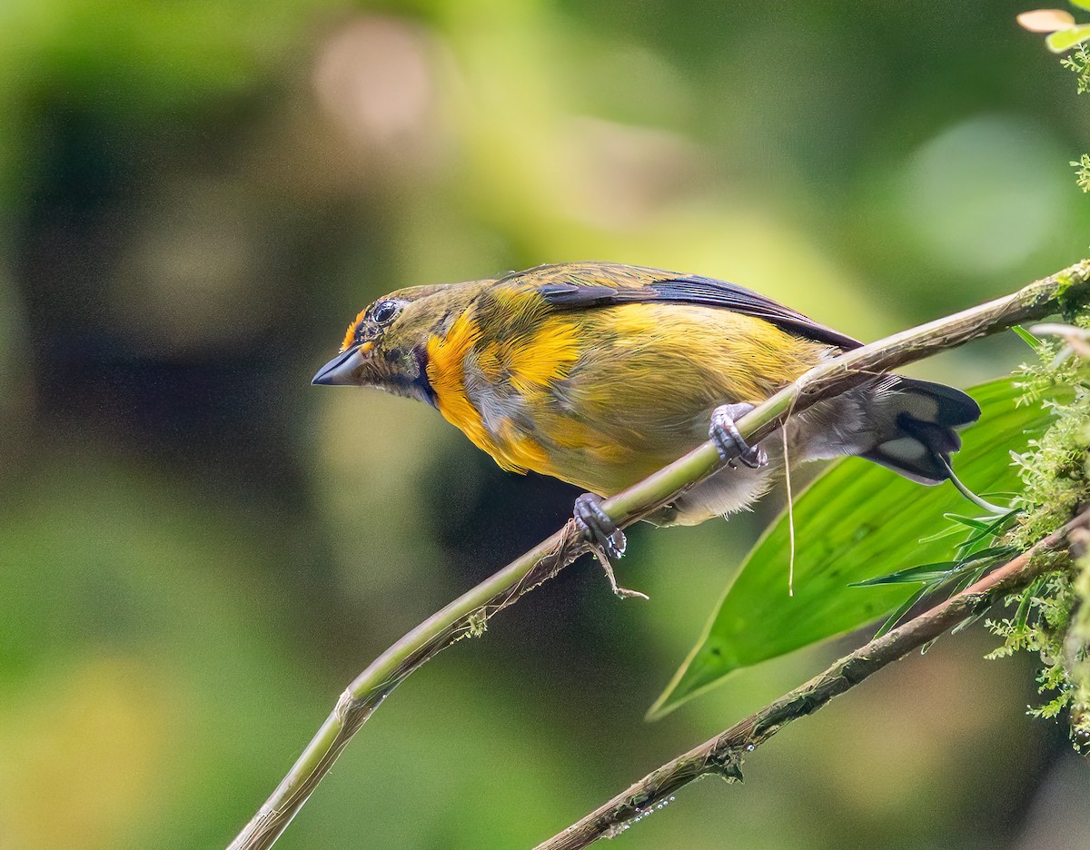 Tawny-capped Euphonia - ML638650905