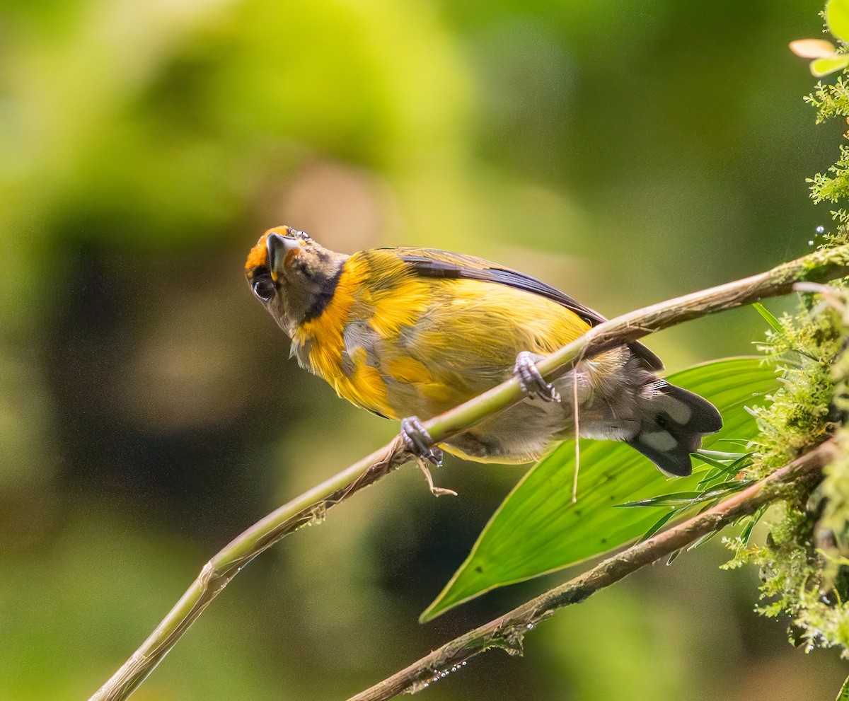 Tawny-capped Euphonia - ML638650915