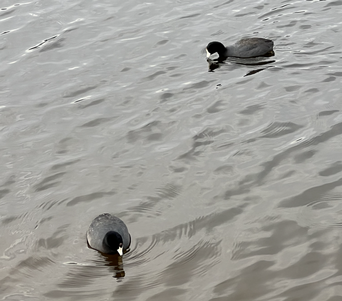 American Coot - ML638650934