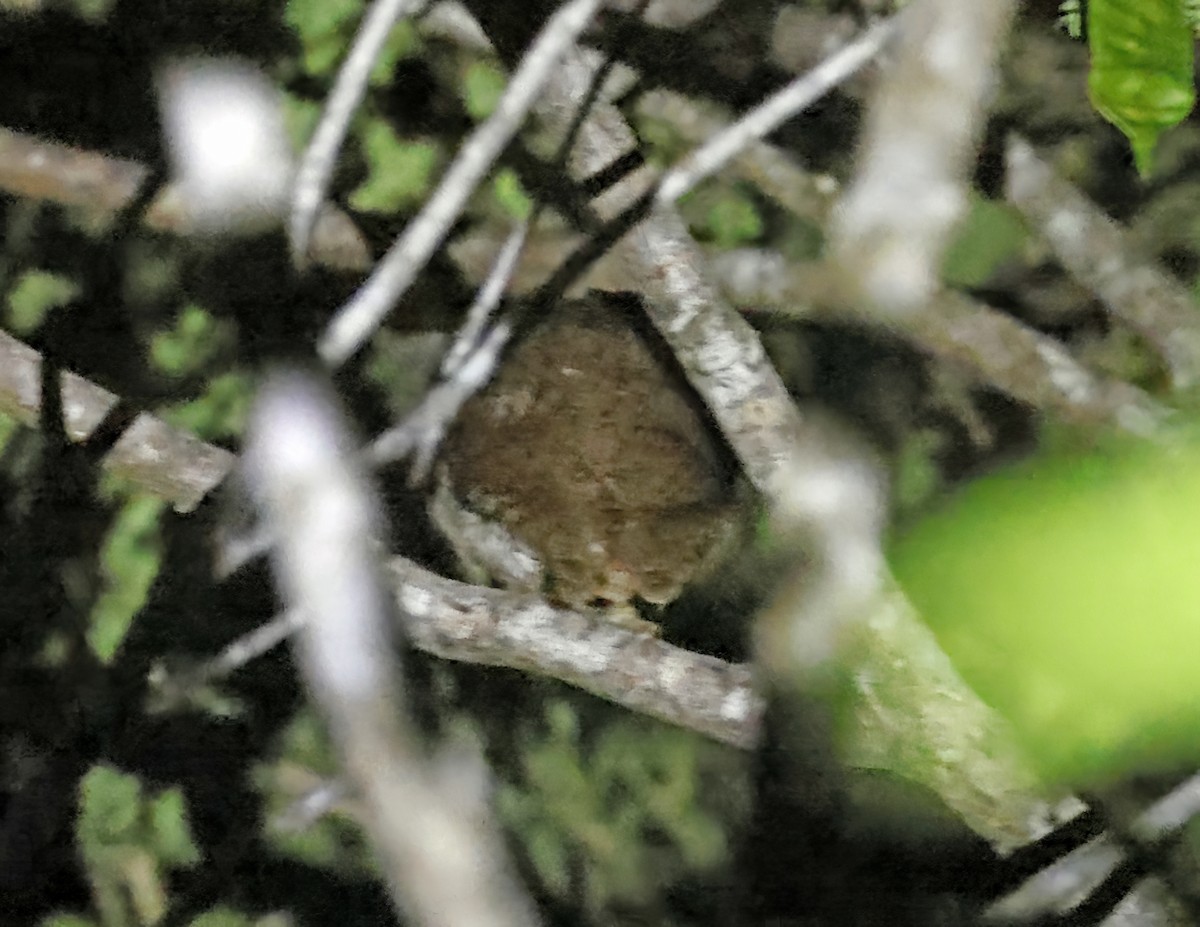 Middle American Screech-Owl - ML638650951