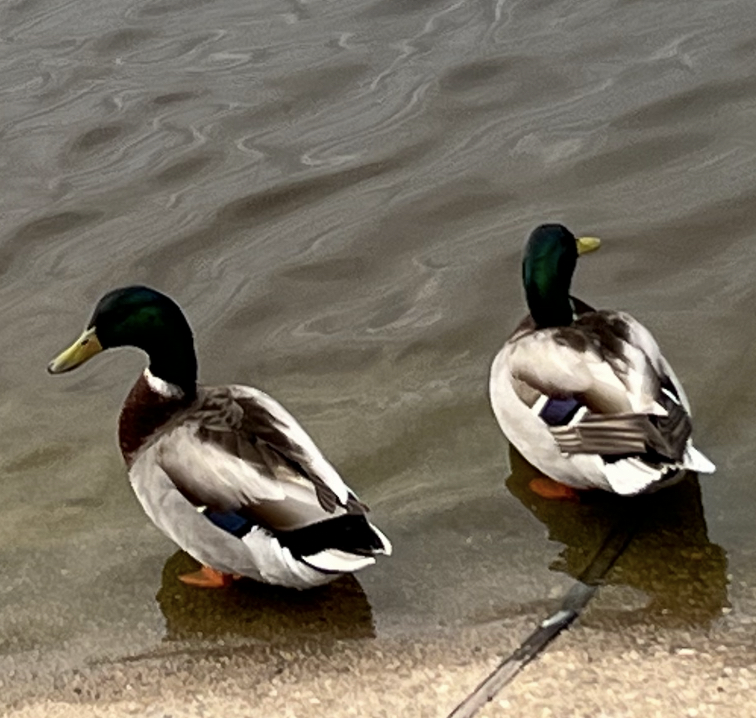 Mallard - ML638650988