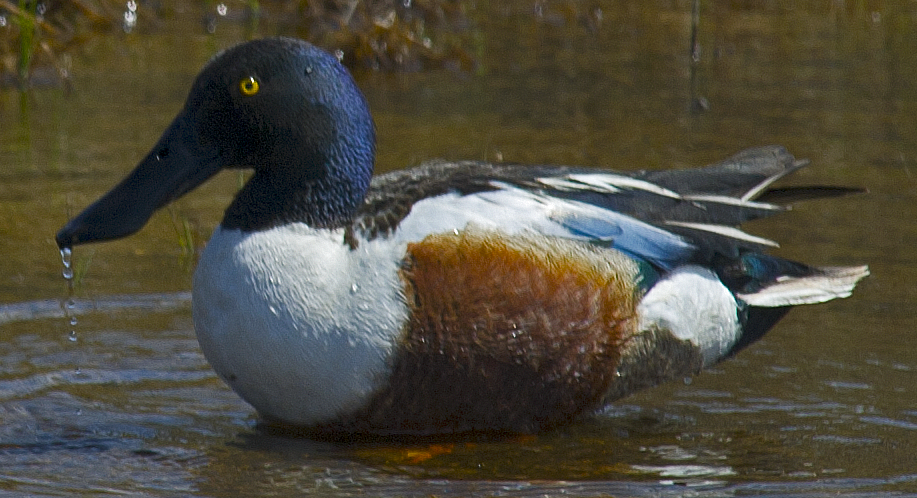 Northern Shoveler - ML638651012