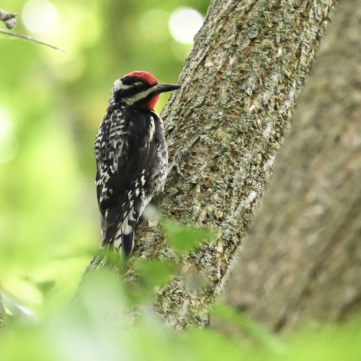 Yellow-bellied Sapsucker - ML638651018