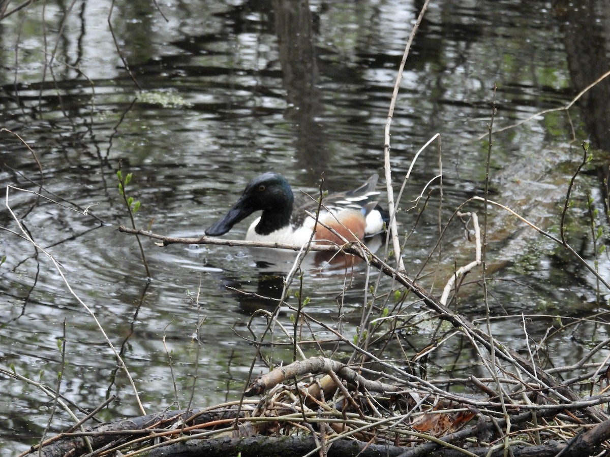 Northern Shoveler - ML638651024