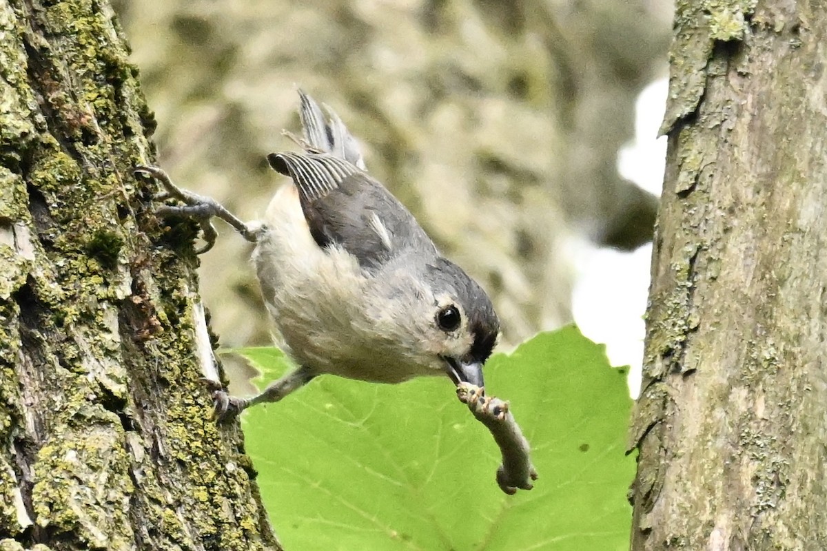 Tufted Titmouse - ML638651027
