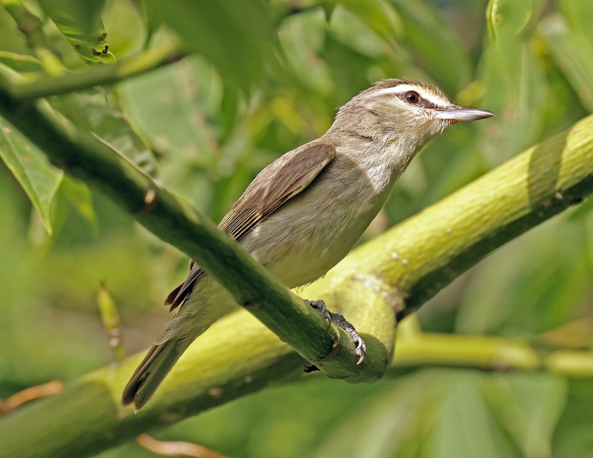 Yucatan Vireo - ML638651043