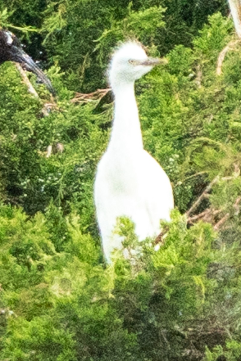 Snowy Egret - ML638651080