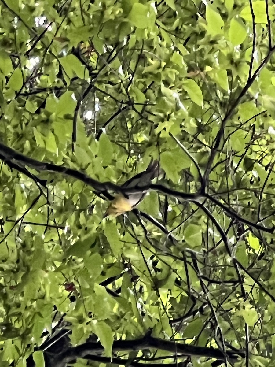Sarı Gerdanlı Vireo - ML638651093