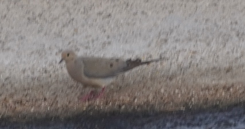 Mourning Dove - ML638651095