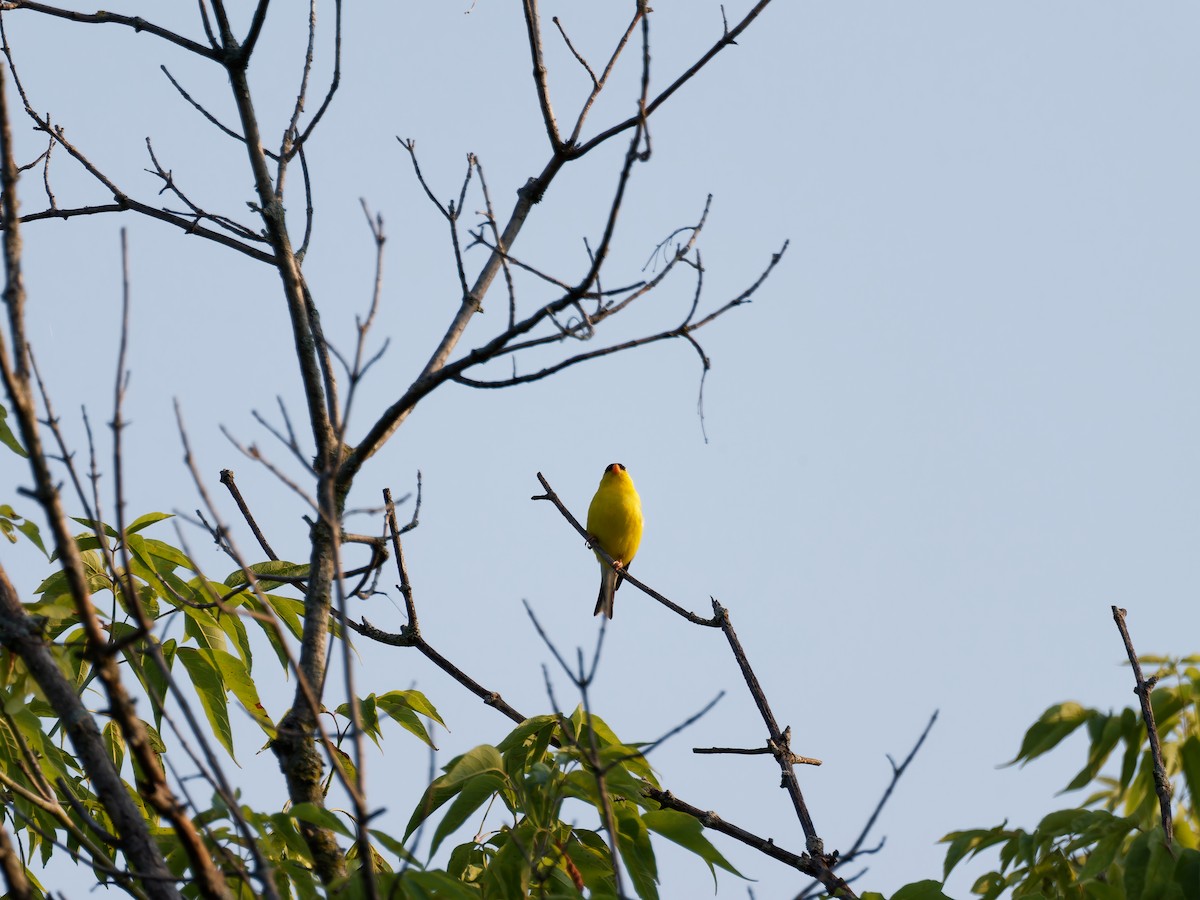 American Goldfinch - ML638651173