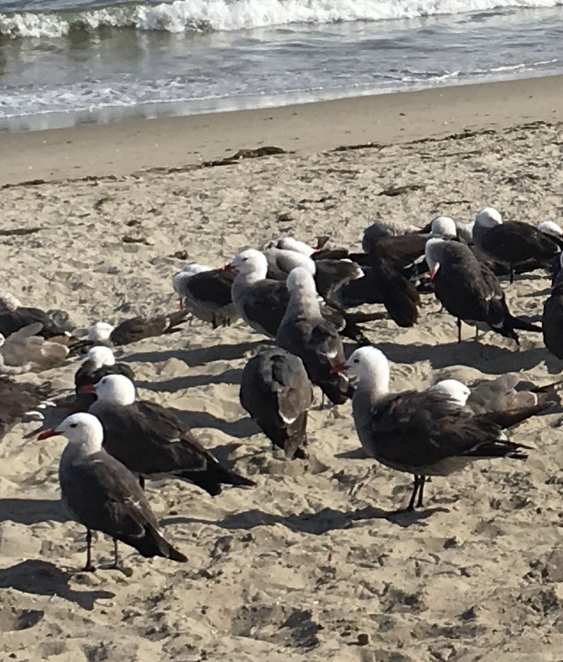 Heermann's Gull - ML638651220