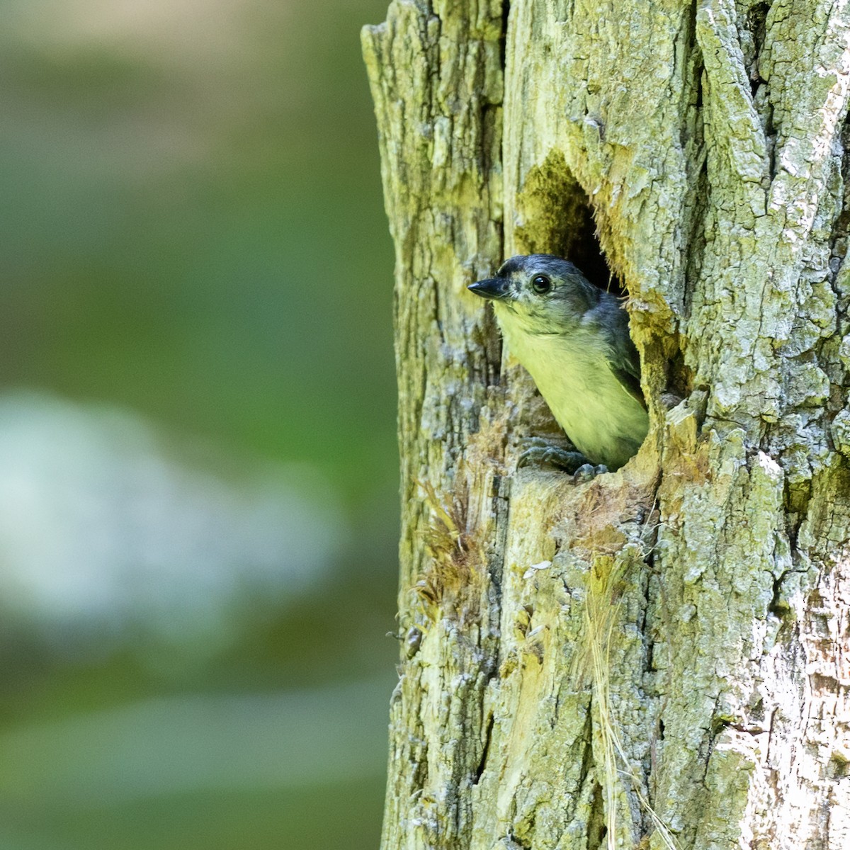 Tufted Titmouse - ML638651221