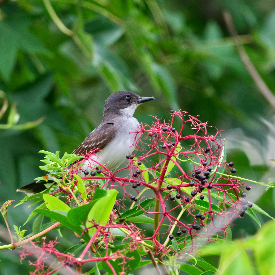 Eastern Kingbird - ML638651230
