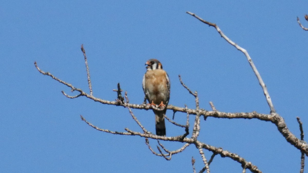 American Kestrel - ML638651235