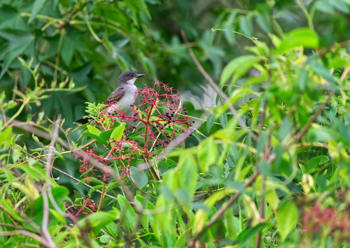 Eastern Kingbird - ML638651236