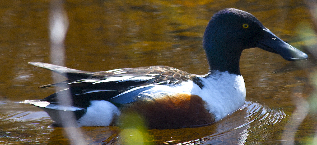 Northern Shoveler - ML638651244