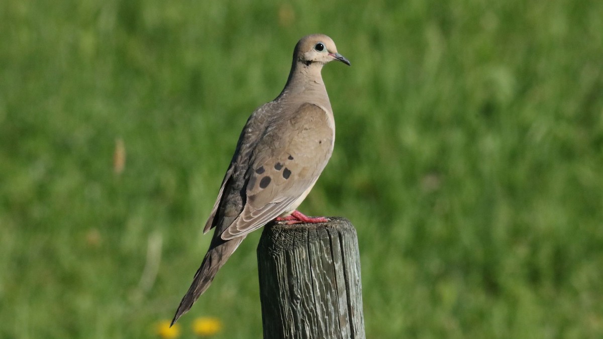 Mourning Dove - ML638651266