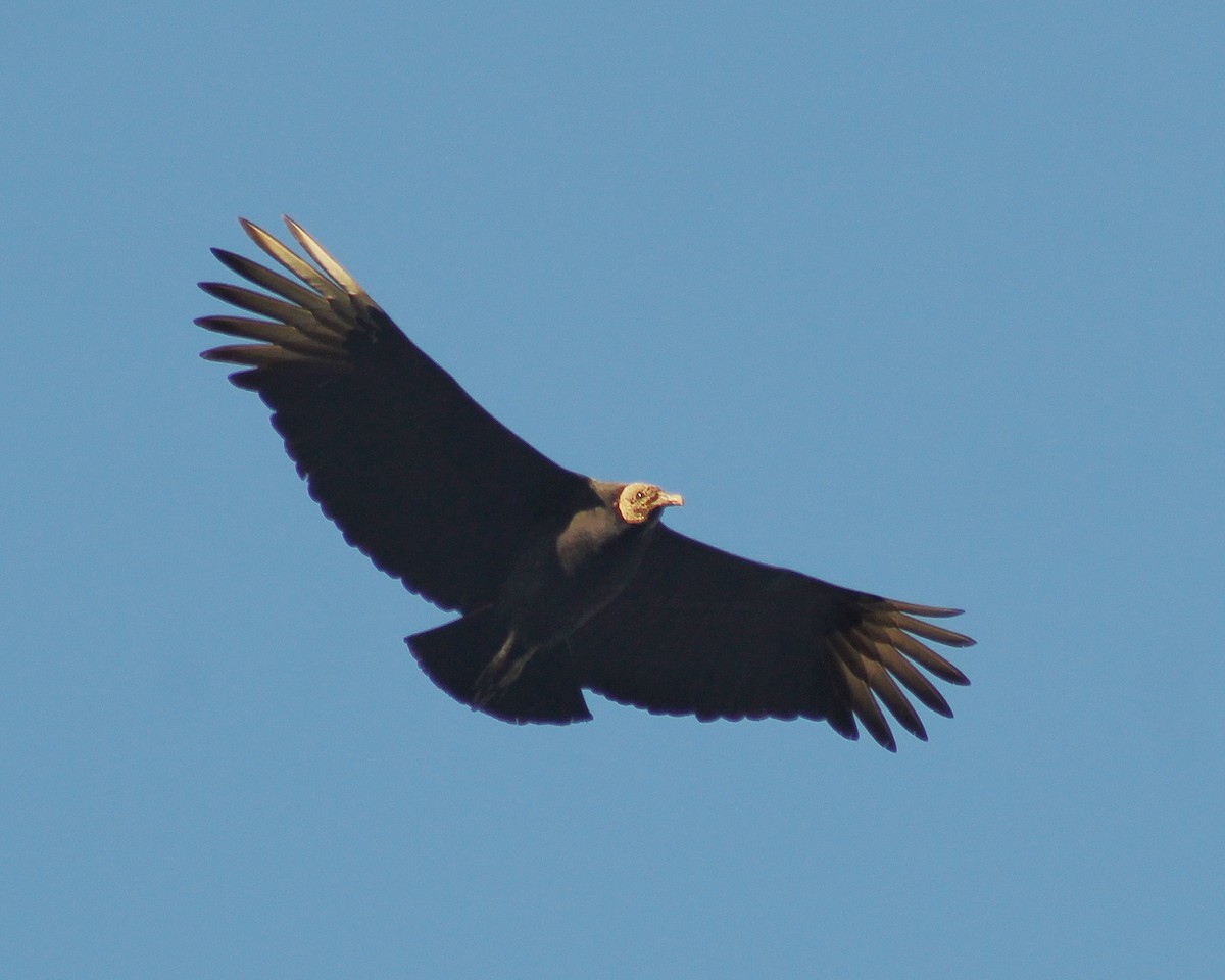 Black Vulture - ML638651339
