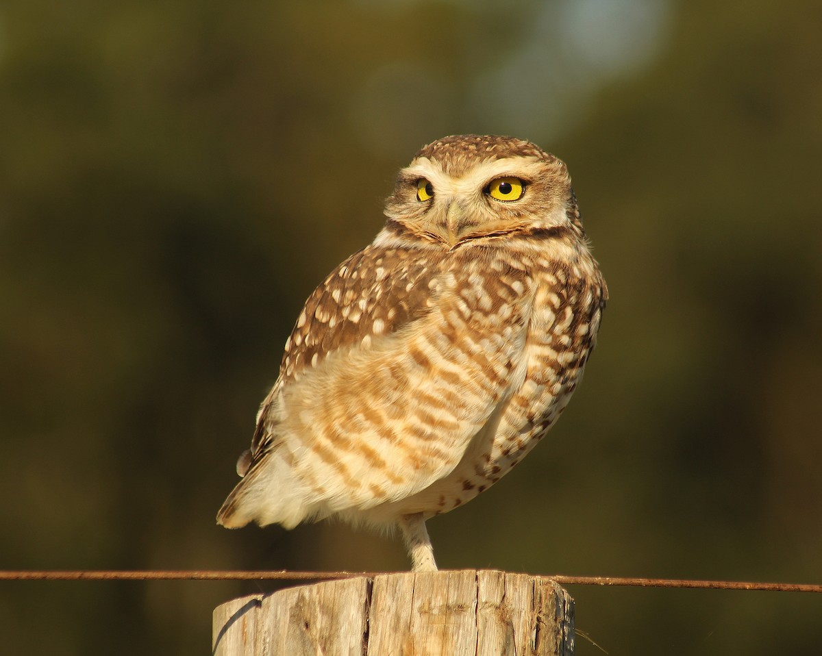 Burrowing Owl (Southern) - ML638651351