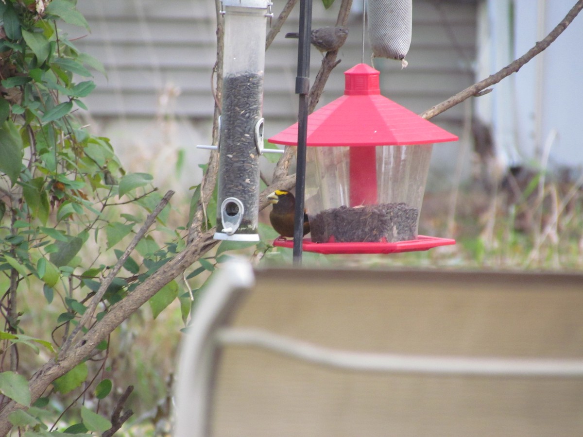 Evening Grosbeak - ML638651354