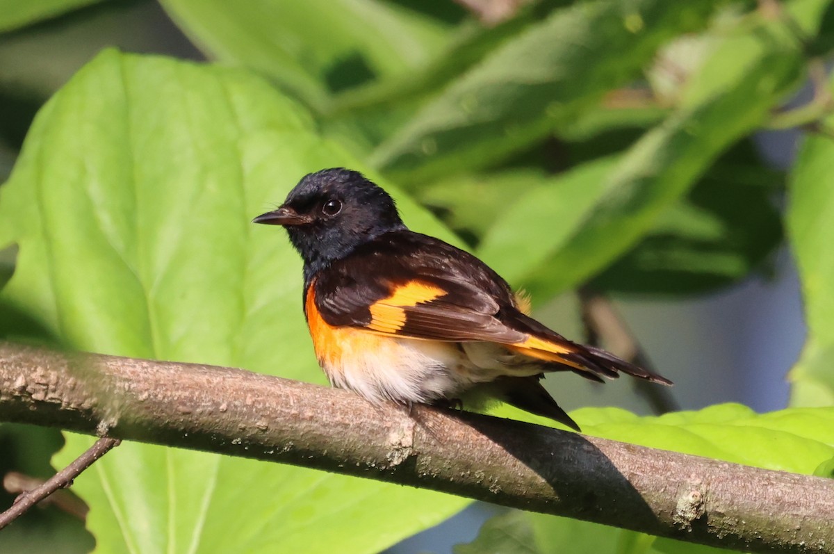 American Redstart - ML638651358