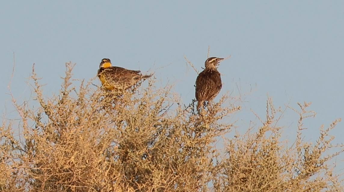 Western Meadowlark - ML638651375