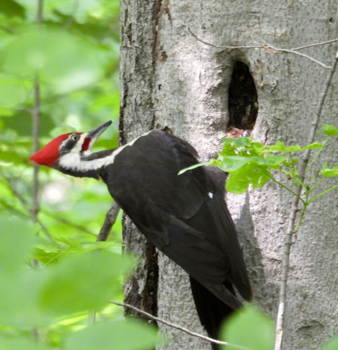 Pileated Woodpecker - ML638651388