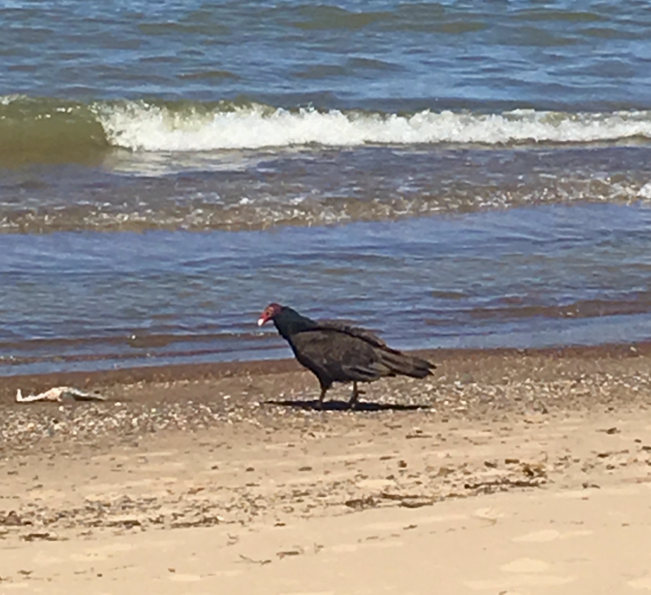 Turkey Vulture - ML638651408