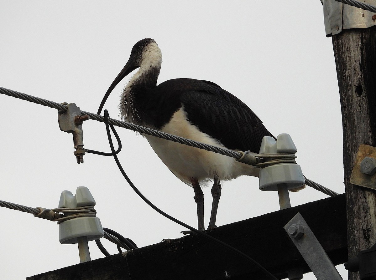 Straw-necked Ibis - ML638651429