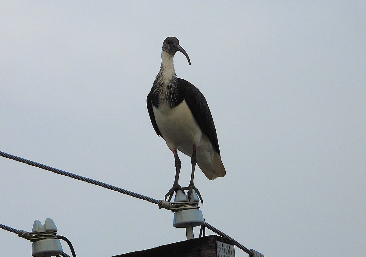 Straw-necked Ibis - ML638651431