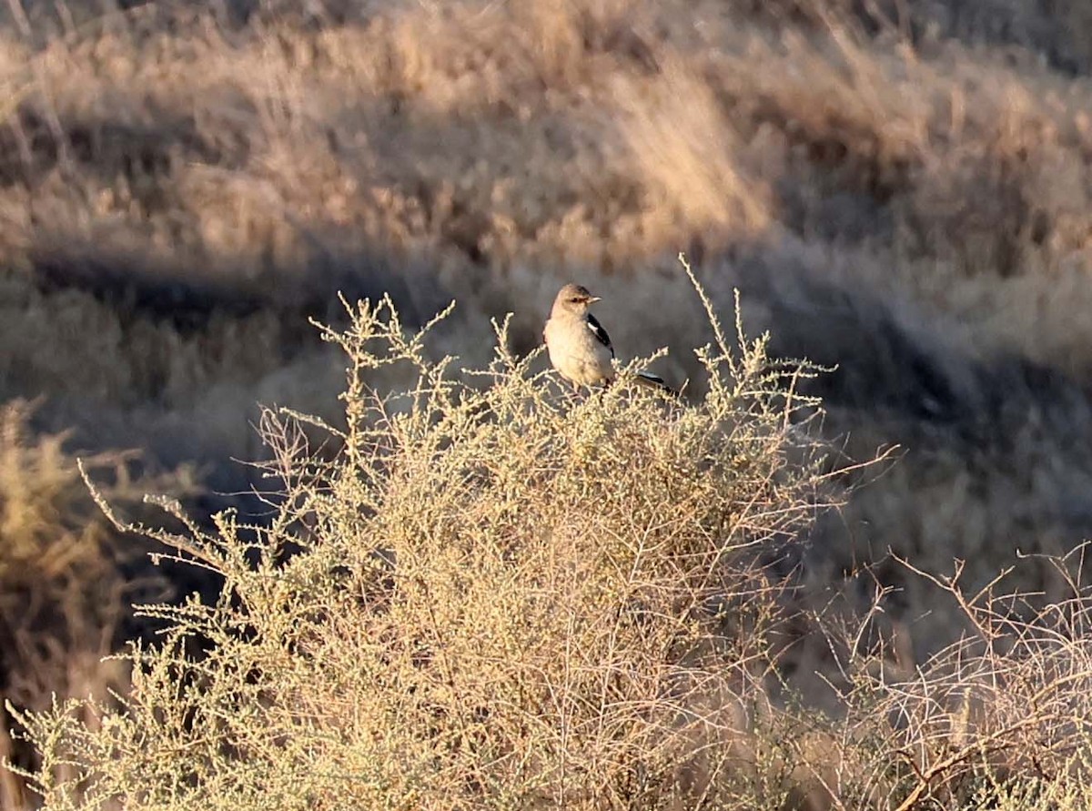 Northern Mockingbird - ML638651441