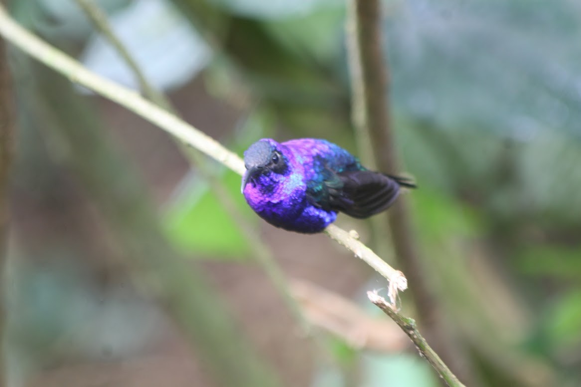 Violet Sabrewing - ML638651467