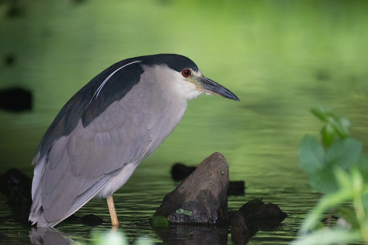 Black-crowned Night Heron - ML638651491